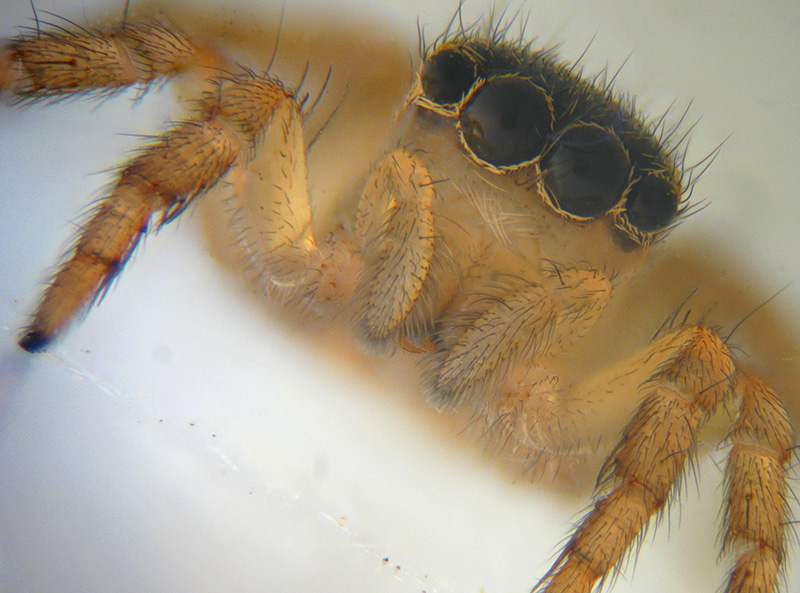 Euophrys sp.   -  Milano
